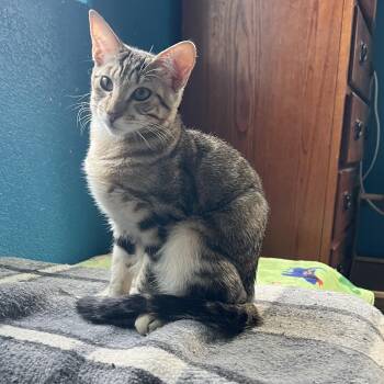Tony -  Tabby and Oriental Tabby Cat for Adoption in Palm Desert, California - Tony | PetCurious