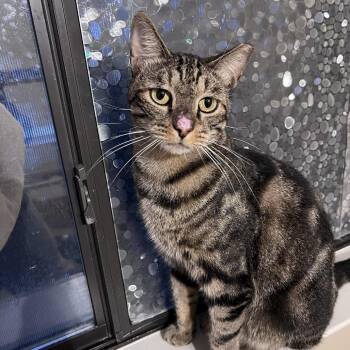 Rescue Domestic Short Hair Cats for Adoption in Austin, Texas - HOBO SYG | PetCurious