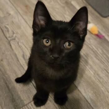 Domestic Short Hair Cats Available for Adoption - Phoebe - A Playful Confident Girl! | PetCurious