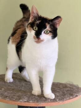 Rescue Domestic Short Hair Cats for Adoption - Allie | PetCurious