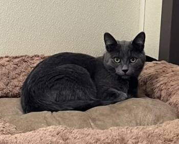 Domestic Short Hair Cats Available for Adoption in Cashiers, North Carolina - Landon | PetCurious