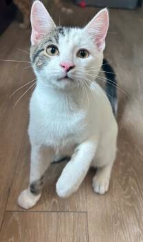 Pumpkin -  Domestic Short Hair Cat for Adoption in Corpus Christi, Texas - Pumpkin | PetCurious