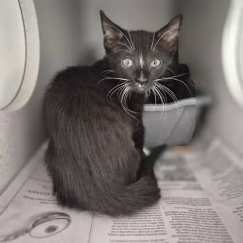 Ami Vitale -  Domestic Short Hair Cat for Adoption in Sacramento, California - Ami Vitale | PetCurious