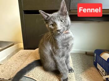 Fennel (siblings are Basil, Dill, Rosemary & Sage) -  Domestic Short Hair Cat for Adoption in Brighton, Michigan - Fennel (siblings Are Basil, Dill, Rosemary & Sage) | PetCurious