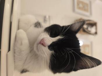 Spaz -  Domestic Short Hair Cat for Adoption in Rio Linda, California - Spaz | PetCurious