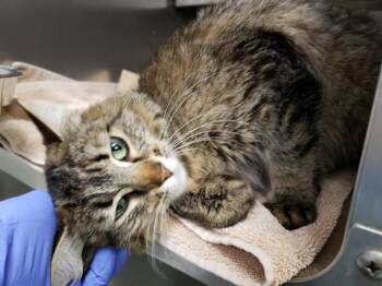 RAINBOW ROLL -  Domestic Long Hair and Domestic Short Hair Cat for Adoption in Omaha, Nebraska - RAINBOW ROLL | PetCurious