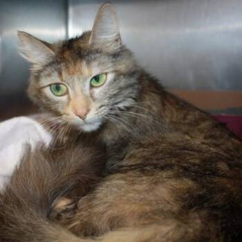 Domestic Medium Hair Cats Available for Adoption in Richmond, Virginia - Chaos Theory | PetCurious