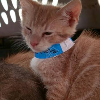 Kellan -  Domestic Short Hair Cat for Adoption in Melrose, Florida - Kellan | PetCurious