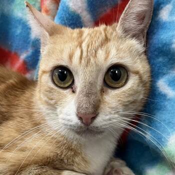 Yucca -  Domestic Short Hair Cat for Adoption in Eagle Mountain, Utah - Yucca | PetCurious