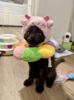 Rescue Domestic Short Hair Cats for Adoption in Davis, California - Jinu | PetCurious