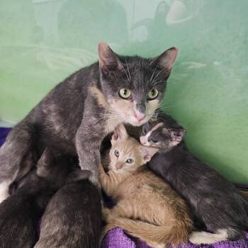 Surprise -  American Shorthair Cat for Adoption in New York, New York - Surprise | PetCurious
