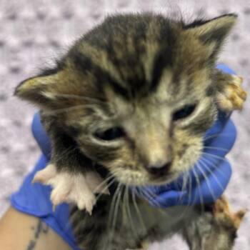 Monopoly -  American Shorthair Cat for Adoption in Spring Hill, Kansas - Monopoly | PetCurious