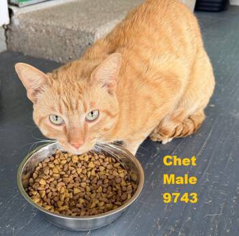 American Shorthair Cats Available for Adoption - Chet | PetCurious