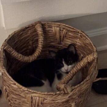 Spike -  Domestic Short Hair Cat for Adoption in Tampa, Florida - Spike | PetCurious
