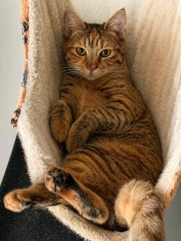 Flower 1 yo -  Domestic Short Hair and Abyssinian Cat for Adoption in Los Angeles, California - Flower 1 Yo | PetCurious