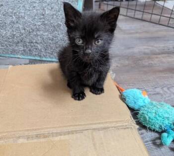 Asher -  Domestic Short Hair Cat for Adoption in North Babylon, New York - Asher | PetCurious
