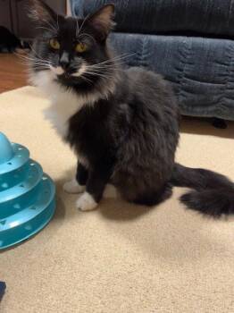 Domestic Long Hair Cats Available for Adoption - Breena | PetCurious