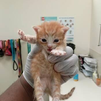 Celsius -  Domestic Short Hair Cat for Adoption in Lynchburg, Virginia - Celsius | PetCurious