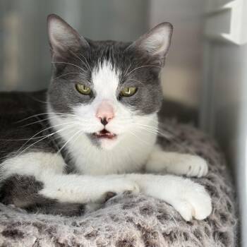 Domestic Short Hair Cats Available for Adoption in Leander, Texas - Crystal Gale | PetCurious