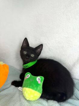 Tate -  Domestic Short Hair Cat Available for Adoption in Tavares, Florida - Tate | PetCurious