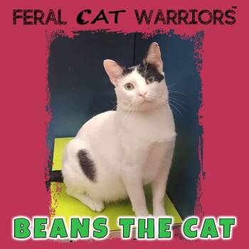 Beans The Cat -  Domestic Short Hair Cat for Adoption in Squamish, British Columbia - Beans The Cat | PetCurious