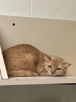 Chai - Barn Cat -  Domestic Short Hair Cat for Adoption in Williamsport, Pennsylvania - Chai - Barn Cat | PetCurious