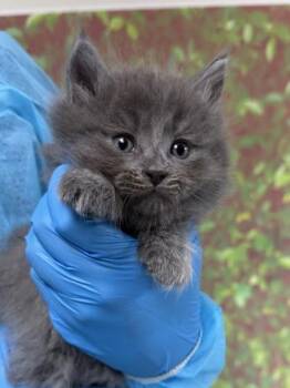 Domestic Short Hair Cats Available for Adoption in San Antonio, Texas - Byte | PetCurious