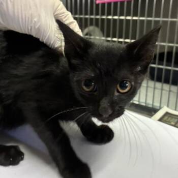 UMBRIEL -  Domestic Short Hair Cat for Adoption in Pensacola, Florida - UMBRIEL | PetCurious