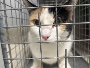 Domestic Short Hair Cats Available for Adoption in Las Vegas, Nevada - GWEN TAYLOR | PetCurious