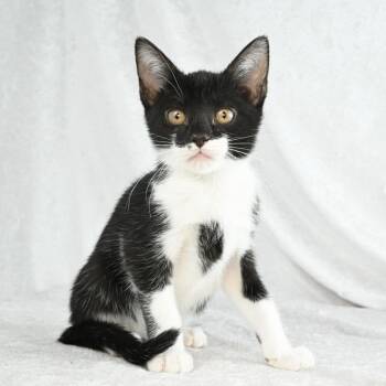 Domestic Short Hair Cats Available for Adoption - Jenny | PetCurious