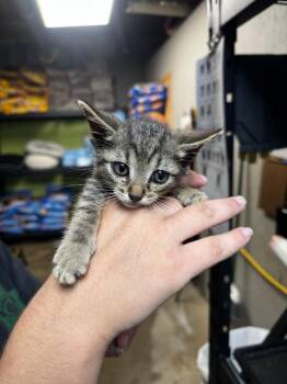 Bob -  Domestic Short Hair Cat for Adoption in Shelbyville, Tennessee - Bob | PetCurious