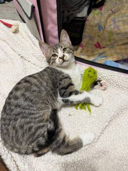 Tabby Cats Available for Adoption in San Antonio, Texas - Cobee | PetCurious