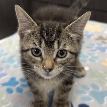 Pebbles -  Domestic Short Hair Cat for Adoption in Zimmerman, Minnesota - Pebbles | PetCurious