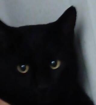 American Shorthair Cats Available for Adoption in Cary, North Carolina - Jasper | PetCurious