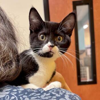Dayo -  Domestic Short Hair Cat for Adoption in Sonora, California - Dayo | PetCurious