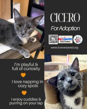 Domestic Short Hair Cats Available for Adoption in Miami, Florida - Cicero | PetCurious