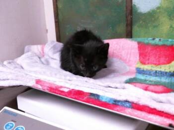 Domestic Short Hair Cats Available for Adoption in Houston, Texas - A2069118 | PetCurious