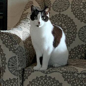 Cindy -  Tuxedo Cat for Adoption in Bonaire, Georgia - Cindy | PetCurious