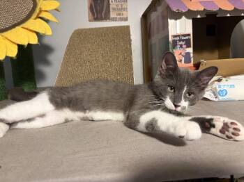 Jovani -  Domestic Short Hair Cat for Adoption in South Lyon, Michigan - Jovani | PetCurious