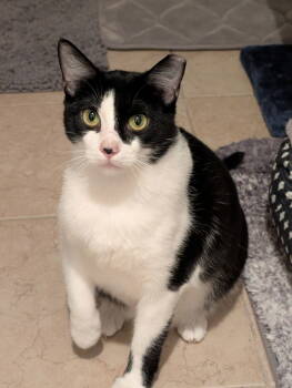 Rescue Tuxedo Cats for Adoption in Fort Myers, Florida - Oreo | PetCurious