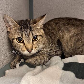 Dolores -  Domestic Short Hair Cat for Adoption in Waterloo, Iowa - Dolores | PetCurious