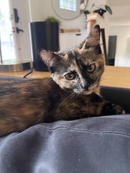 Boleyn26 -  Domestic Short Hair Cat for Adoption in Youngsville, North Carolina - Boleyn26 | PetCurious