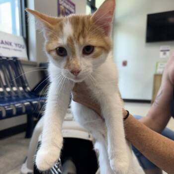 Lil Bit -  Domestic Short Hair Cat for Adoption in Des Moines, Iowa - Lil Bit | PetCurious
