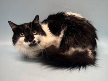 Jason -  Domestic Medium Hair Cat for Adoption in Golden Valley, Minnesota - Jason | PetCurious