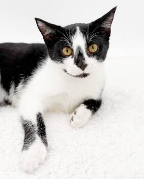 Juno is simply joy in kitten form - THERAPY KITTEN POTENTIAL - V -  Turkish Van and Tuxedo Cat for Adoption in Bedford Hills, New York - Juno Is Simply Joy In Kitten Form - THERAPY KITTEN POTENTIAL - V | PetCurious