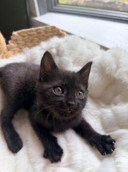 Clover -  Domestic Short Hair Cat Available for Adoption in Johnson City, Tennessee - Clover | PetCurious