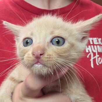 Waffle -  Domestic Short Hair Cat for Adoption in Leander, Texas - Waffle | PetCurious
