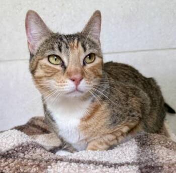 Domestic Short Hair Cats Available for Adoption - Pepita | PetCurious