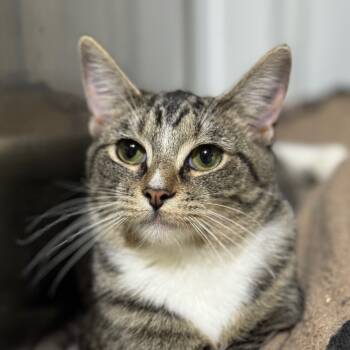 Rescue Domestic Short Hair Cats for Adoption in Blairsville, Georgia - Bella | PetCurious