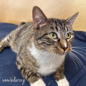 Domestic Short Hair Cats Available for Adoption - Abigail | PetCurious